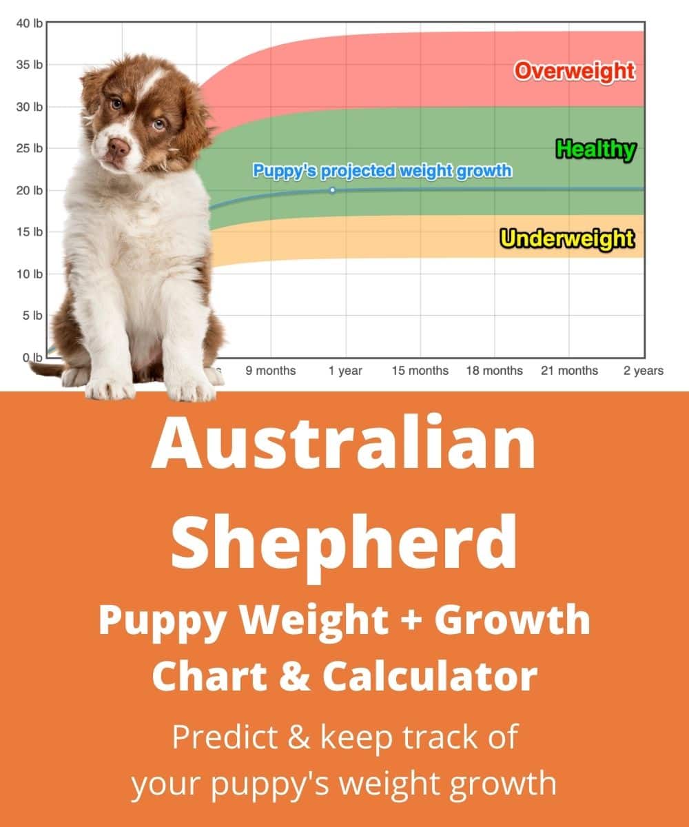 Australian Shepherd Weight+Growth Chart 2021 How Heavy